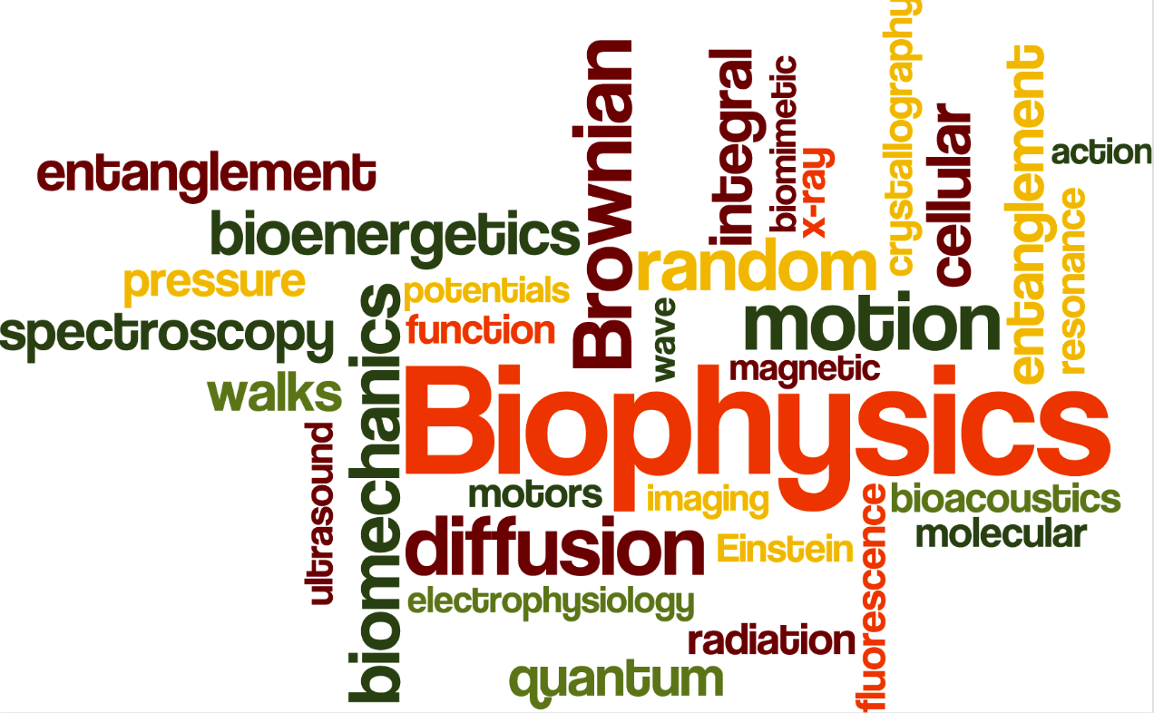 Biophysics II